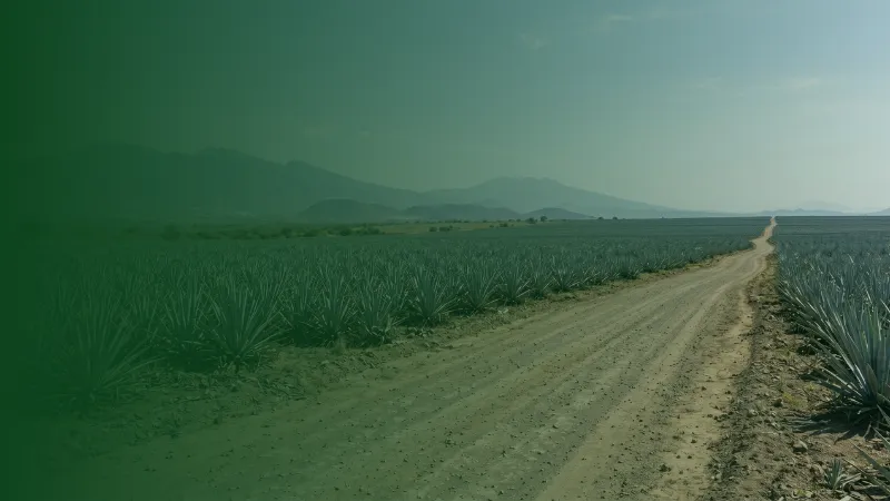 Camino rural hacia el horizonte entre terrenos agrícolas de México.