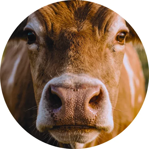 Comprar y vender ganado y animales de granja en México.